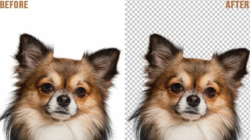 Image Masking and Hair Masking Services USA, UK, SPAIN